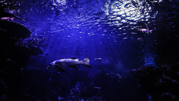 featured-image